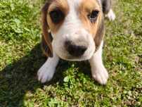 Szczeniak Beagle (Zarezerwowane)