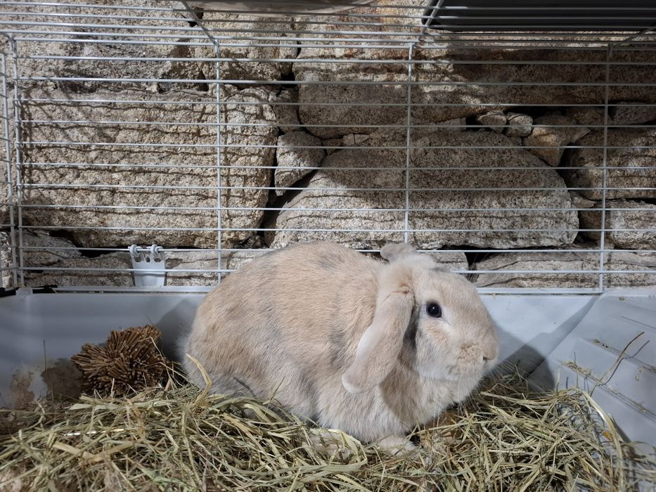 Coelha bellier de 2025