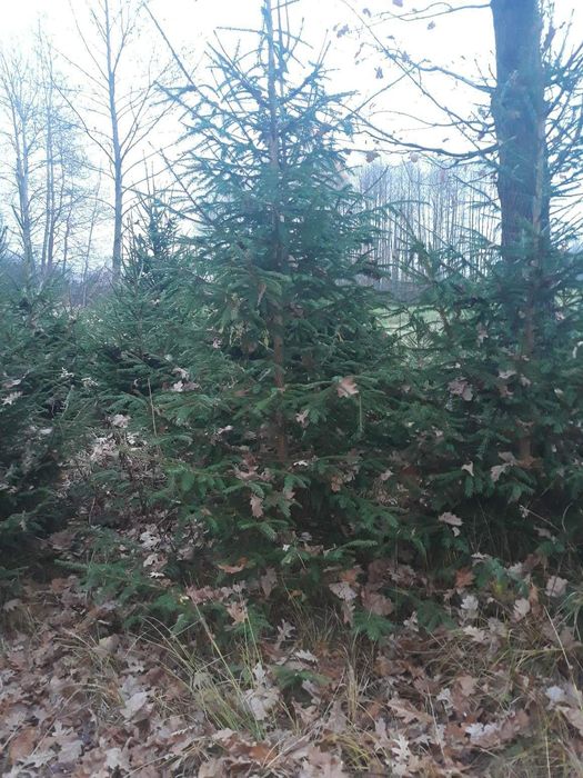 Sprzedaż choinek ( świerki) żywych