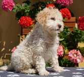 Lagotto Romagnolo ZKwP FCI - biały PIES z pomarańczowymi uszami