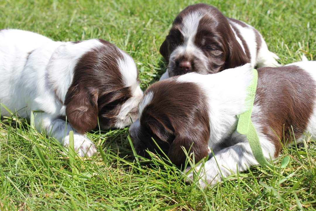 Polski spaniel myśliwski