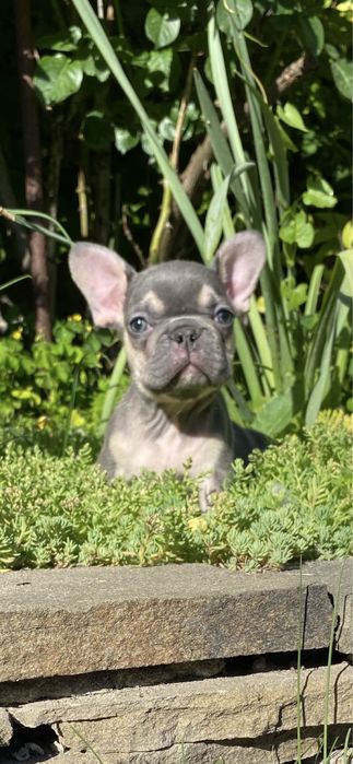 Голубой мальчишка мини француз