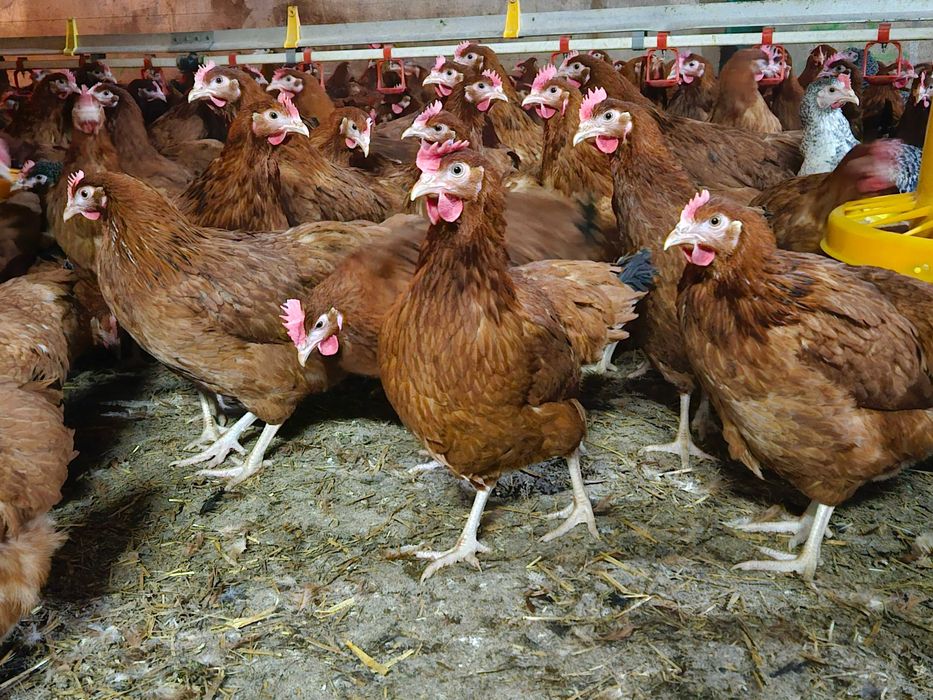 Kury kokoszki nioski  Rosa brązowa odchowana dostawa na miejsce
