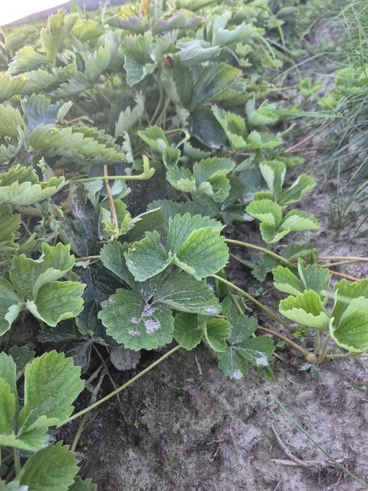 Sadzonki truskawki 50 szt