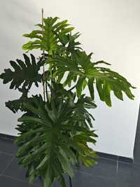 Philodendron Pierzasty Thaumatophyllum