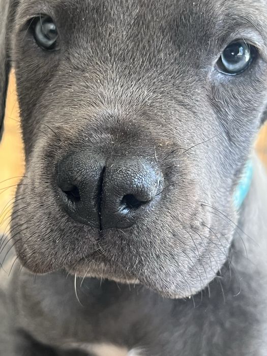 Dogue Alemao com Lop