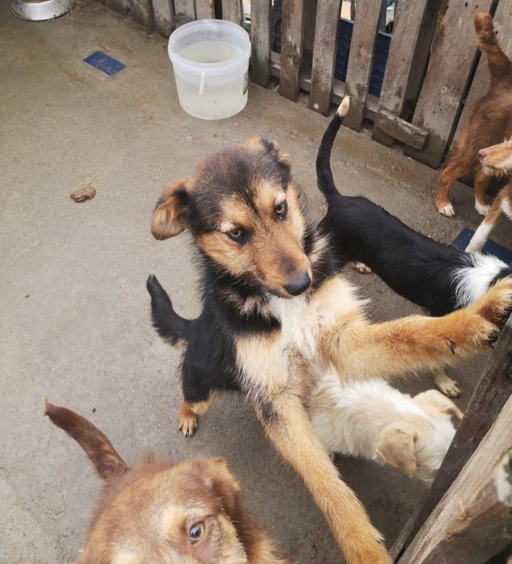 Alfredo- cachorro de porte pequeno para adoção