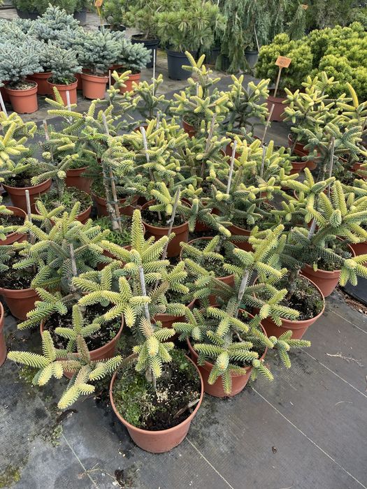 Jodła Pinsapo Aurea 135 zł
