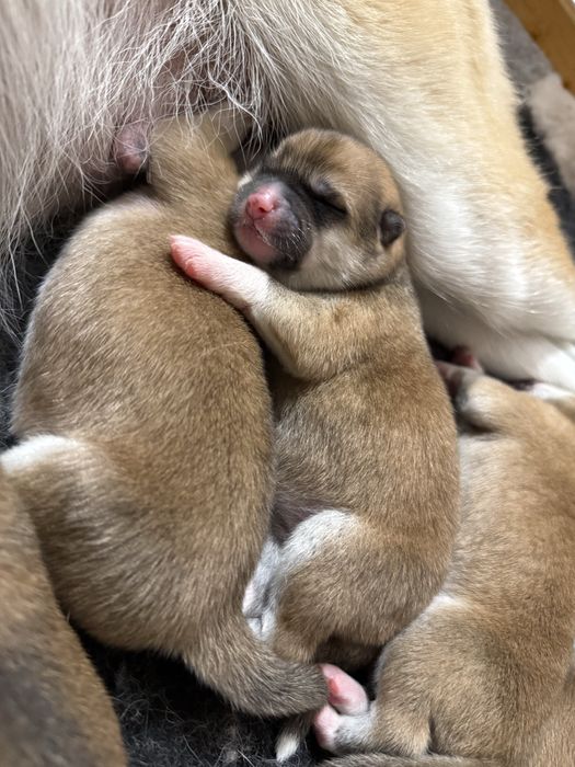 Akita inu akita japońska suczka po Championie Polski