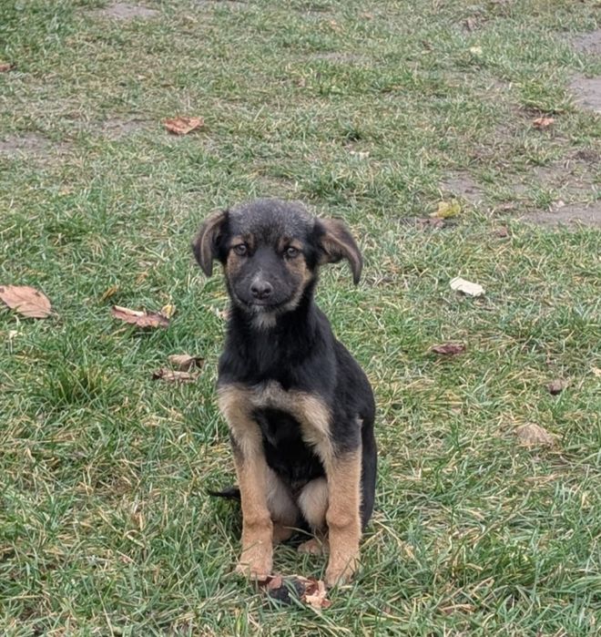 Віддам собачок в добрі руки