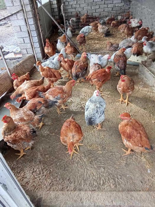 Молоді кури Іспанка. Триколор. Масстер Грей.