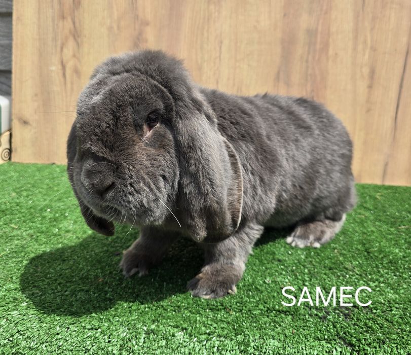Samiec z rodowodem