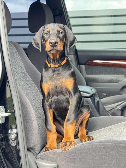 Доберман цуценя б. Олімп Блакитний Каньйон (Польща) КСУ