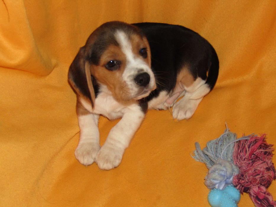 Macho Beagle Tricolor pequeno porte, com LOP/Pedigree/Afixo.
