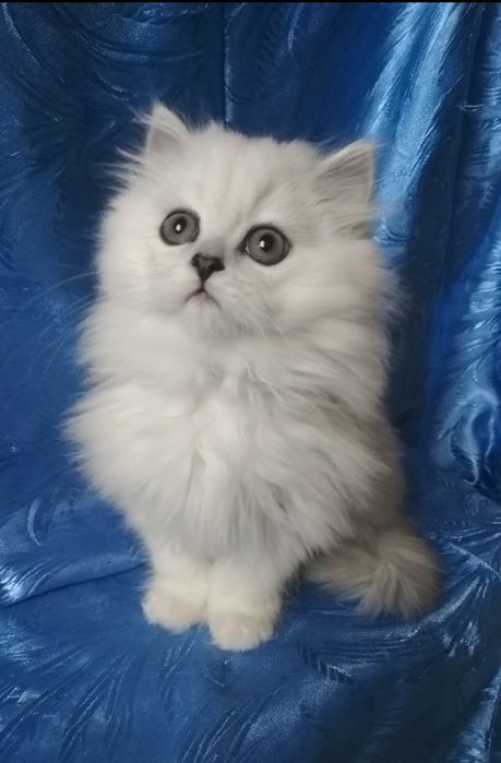 Серебристый белый пепельный шиншилла highland мальчик