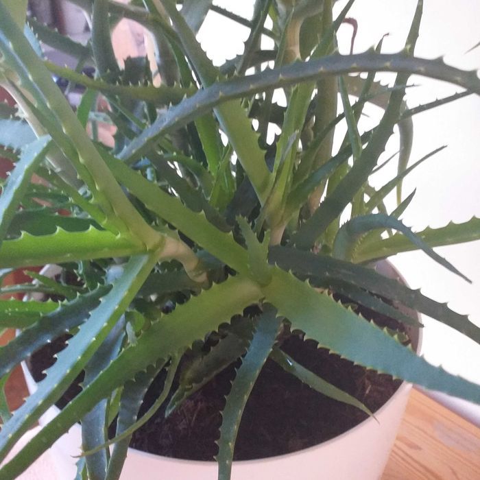 Aloes roślina zielona w doniczce