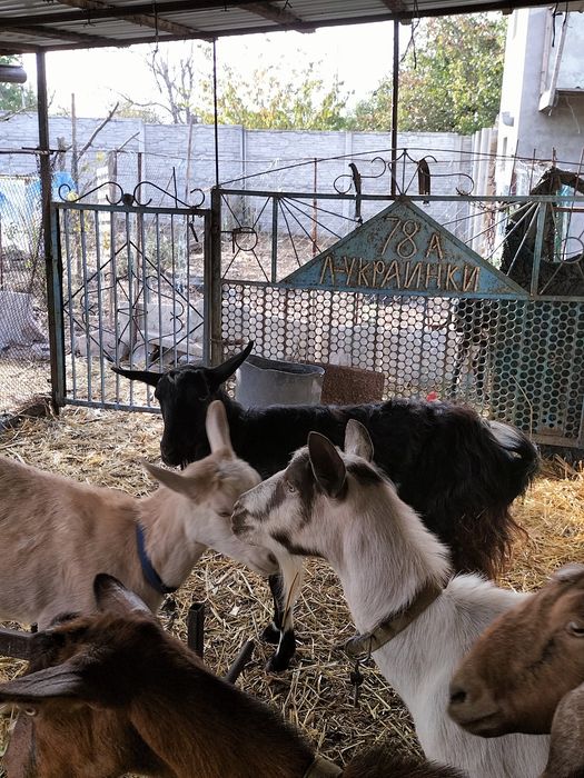 Продам козу альпийку