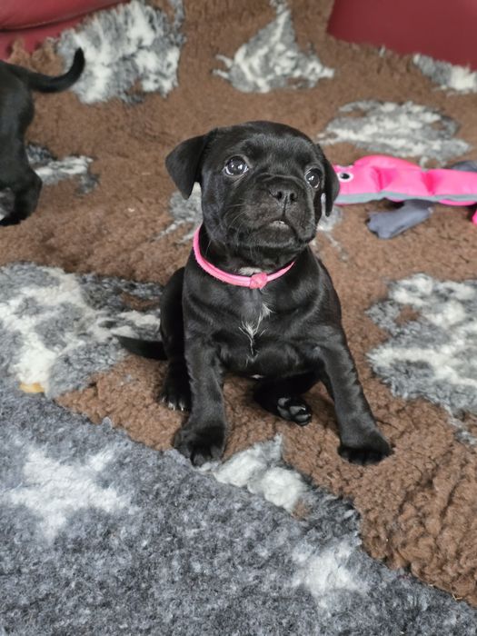 Staffordshire bull terrier , Staffik