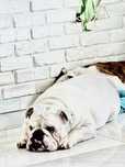 Buldog angielski suczka gotowa do hodowli
