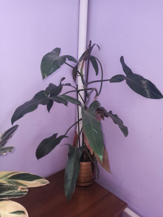 Продам филодендрони разных сортов