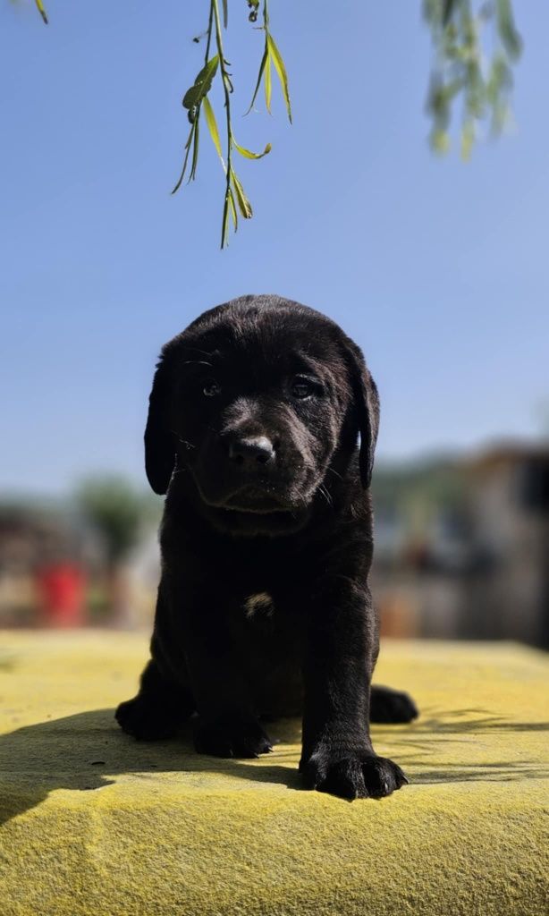 labrador retriever de alta qualidade