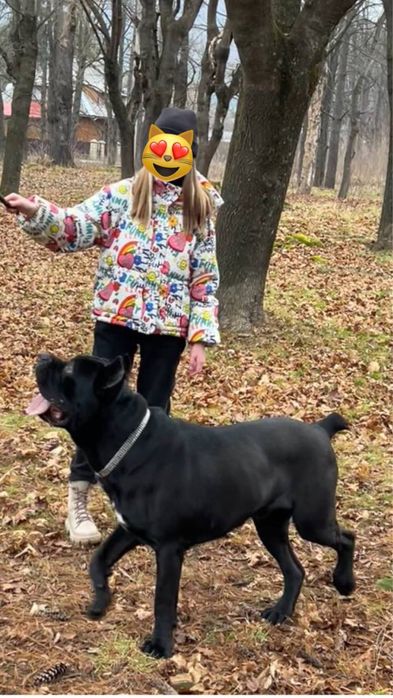 Розкішний  кобель Кане корсо для вʼязки