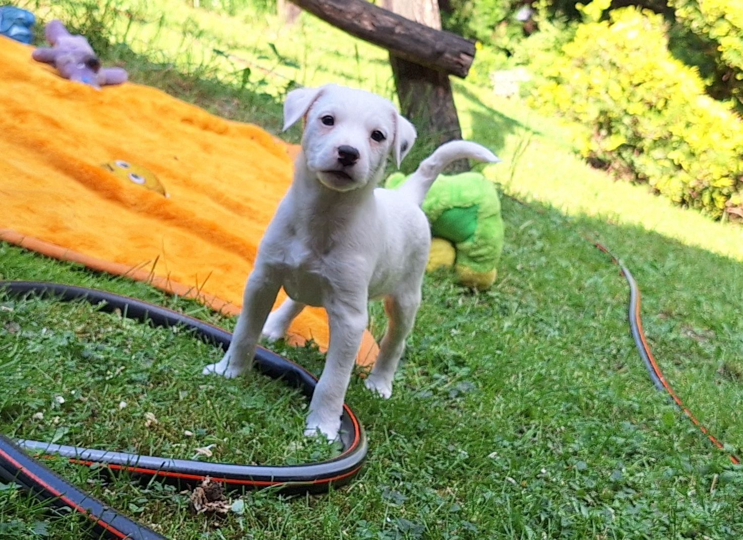 Parson Russell Terrier ZKwP