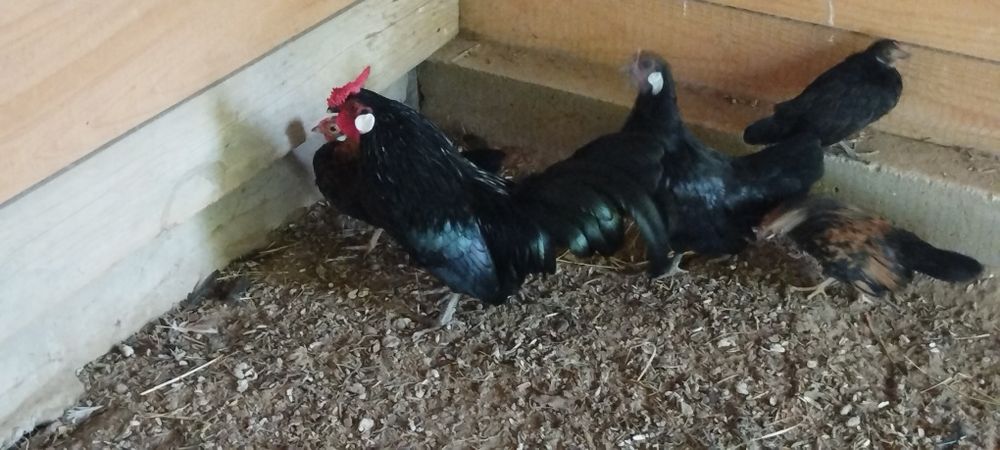 Bantamki Bantamka mała kurka ozdobna