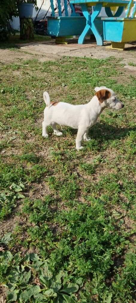 Piesek Jack Russell Terrier bikolor