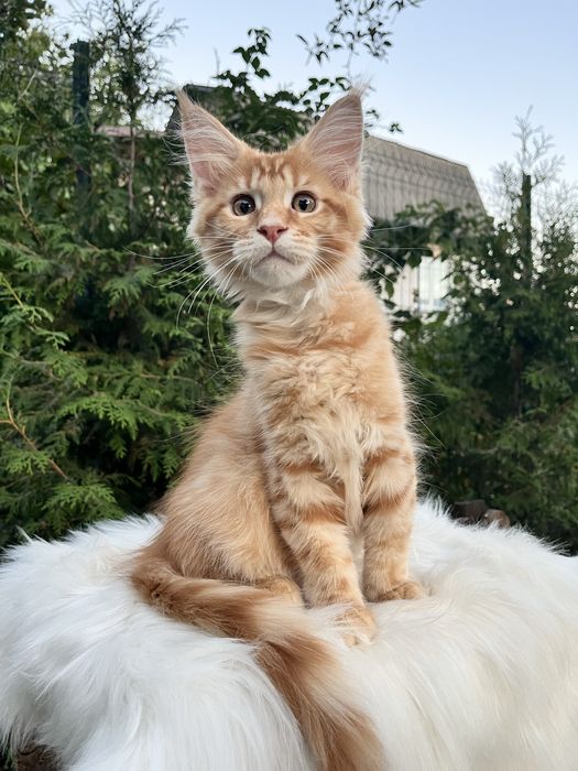 Хлопчик мейн кун