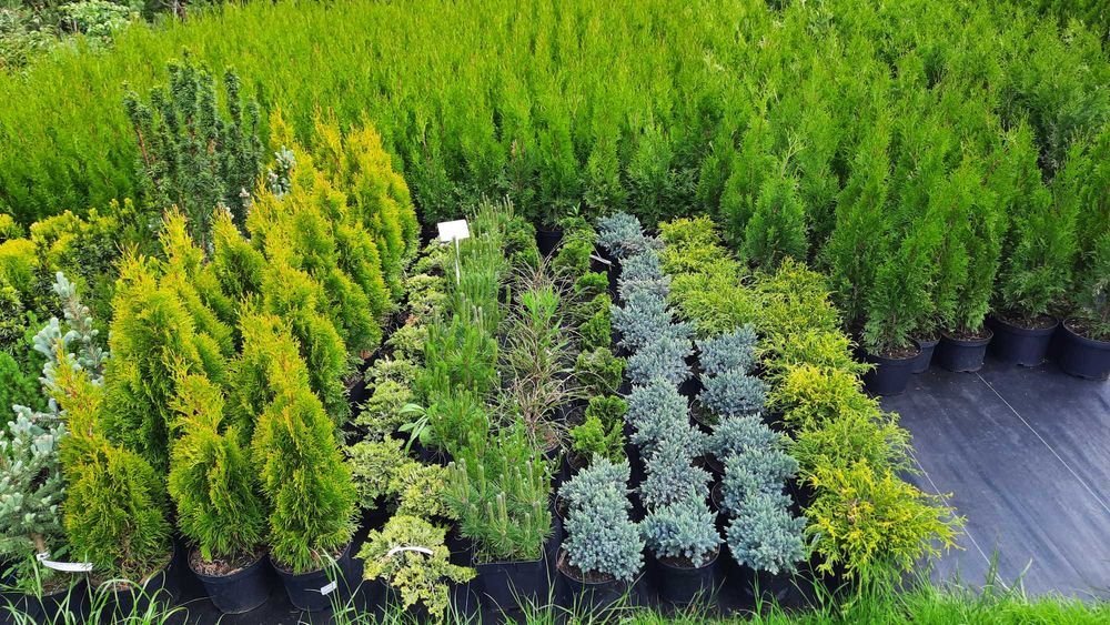 Tuja szmaragd na żywopłot  100 cm TRANSPORT Ukorzeniona Sadzenie