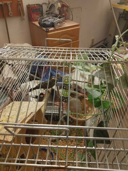 Parka Gili Meksykańskich