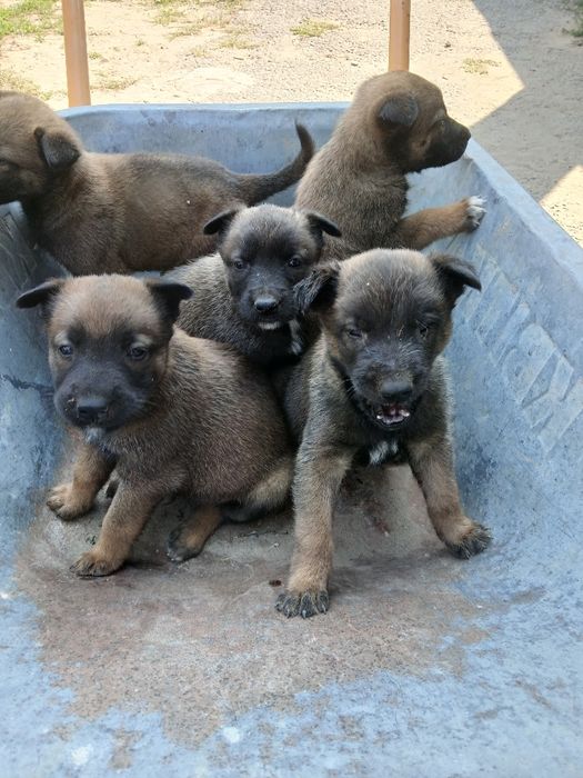 Песики. Бельгійської вівчарки.