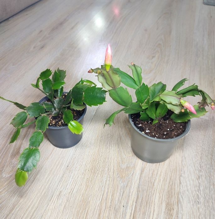 Набір різдвяників, шлюмбергера білий та червоний