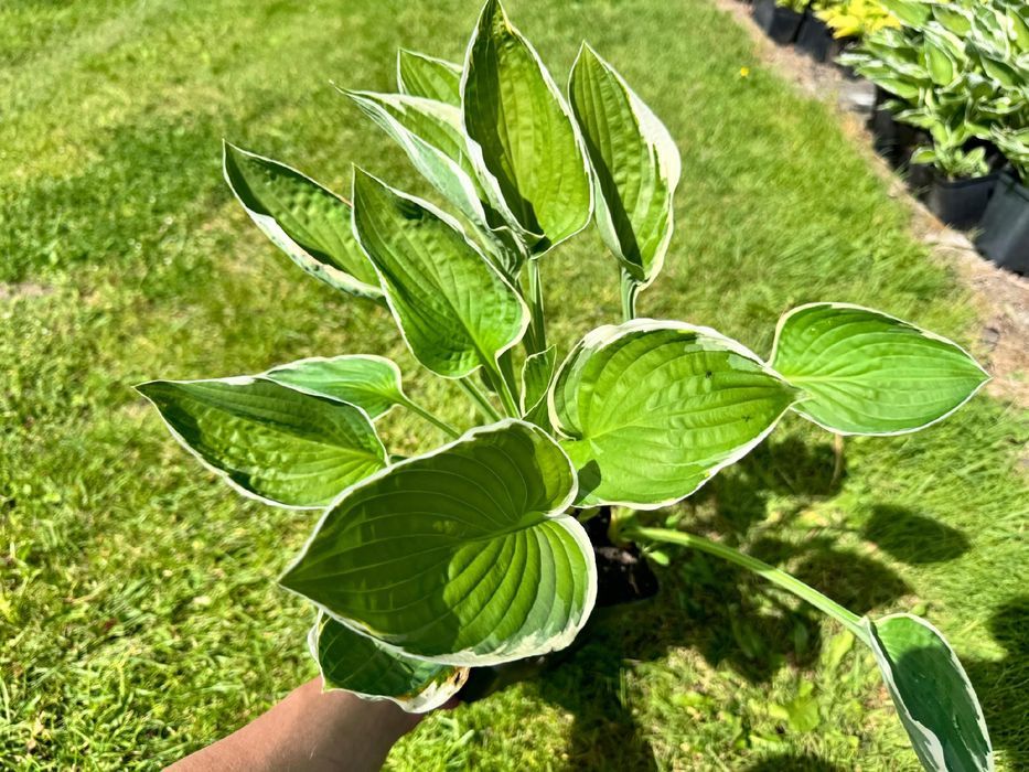 Funkia Hosta 'Francee' W DONICZCE, BIAŁO ZIELONE LIŚCIE Dekoracyjna