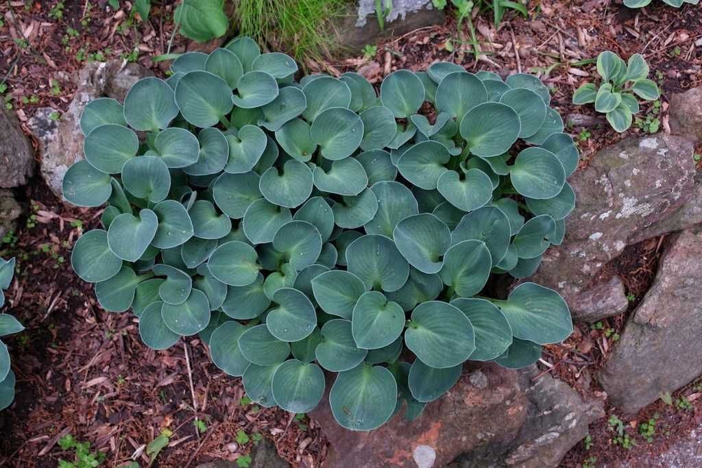 Funkia Blue Mouse Ears