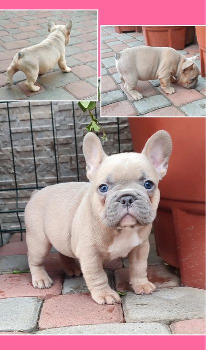 Голубо-палевый мальчик мини с голубыми глазами