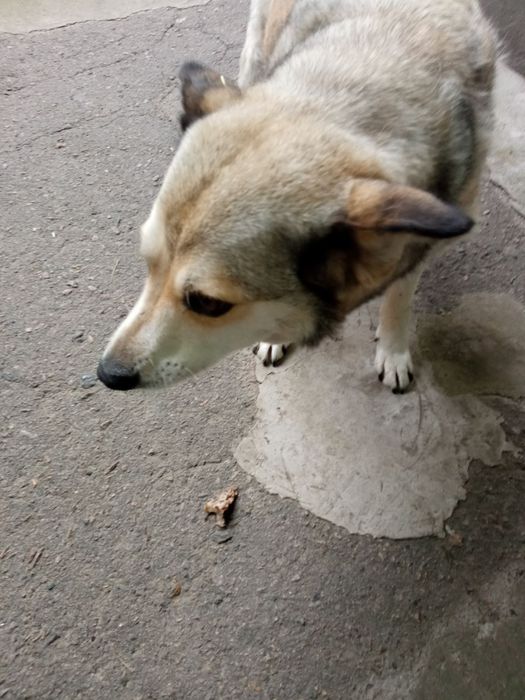 Собачка собака стерилізована шукає господаря Допомога на харчування!