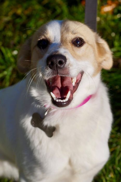 Mała roczna Kiwi czeka na dom