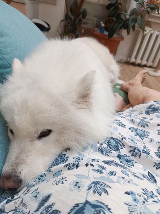 Передержка, отель для животных (кошечки, собачки)