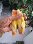 3 roseicollis novos