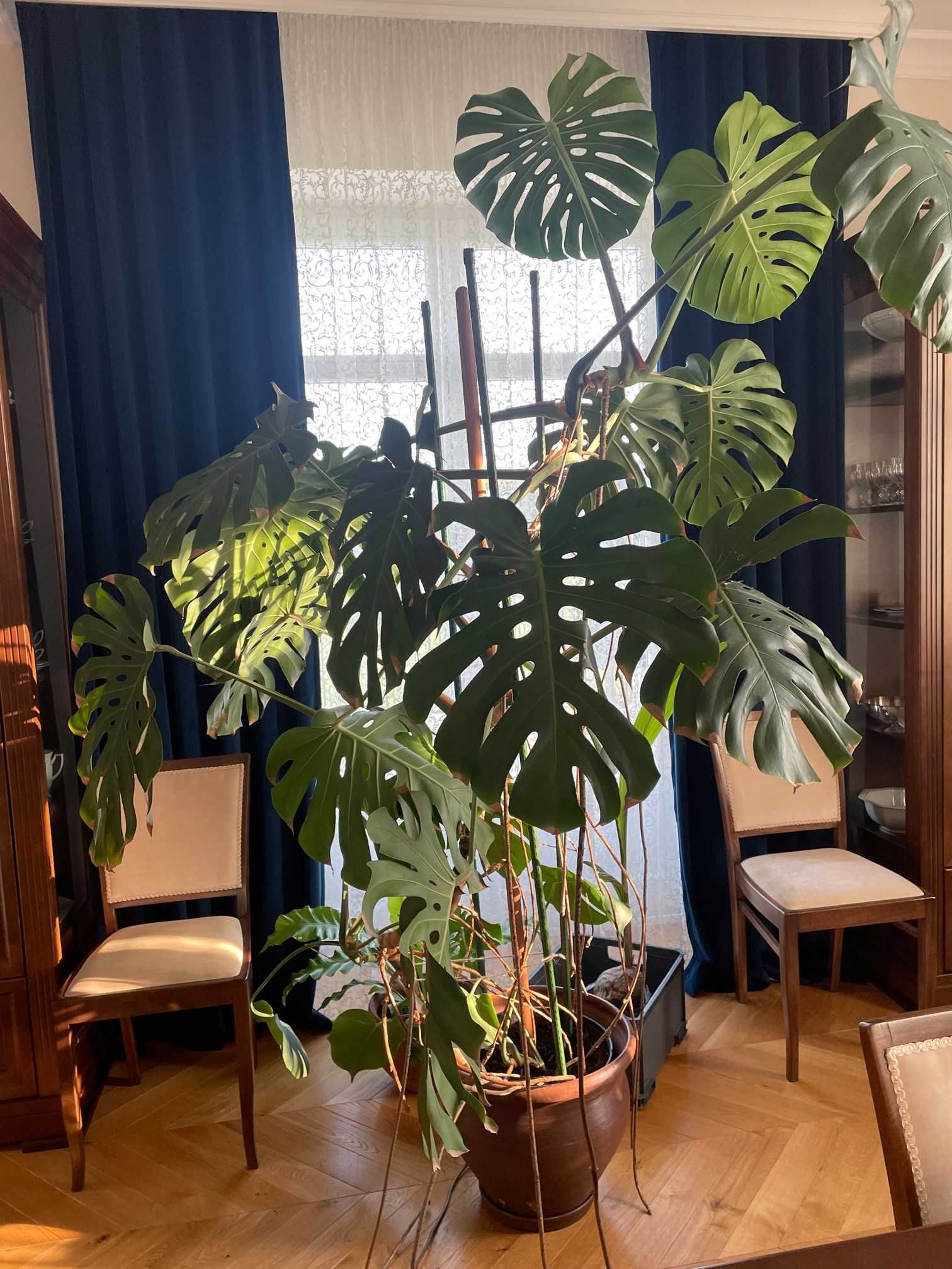 Monstera dziurawa deliciosa