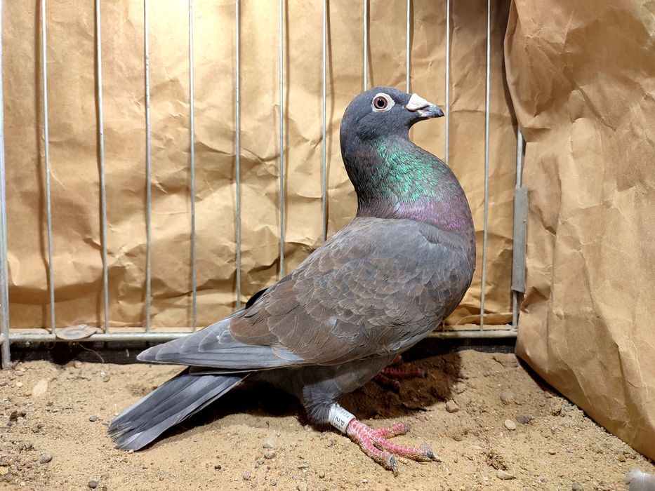 Pocztowe indigo spread andaluzy 2025