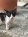 Gatinhos para adoção