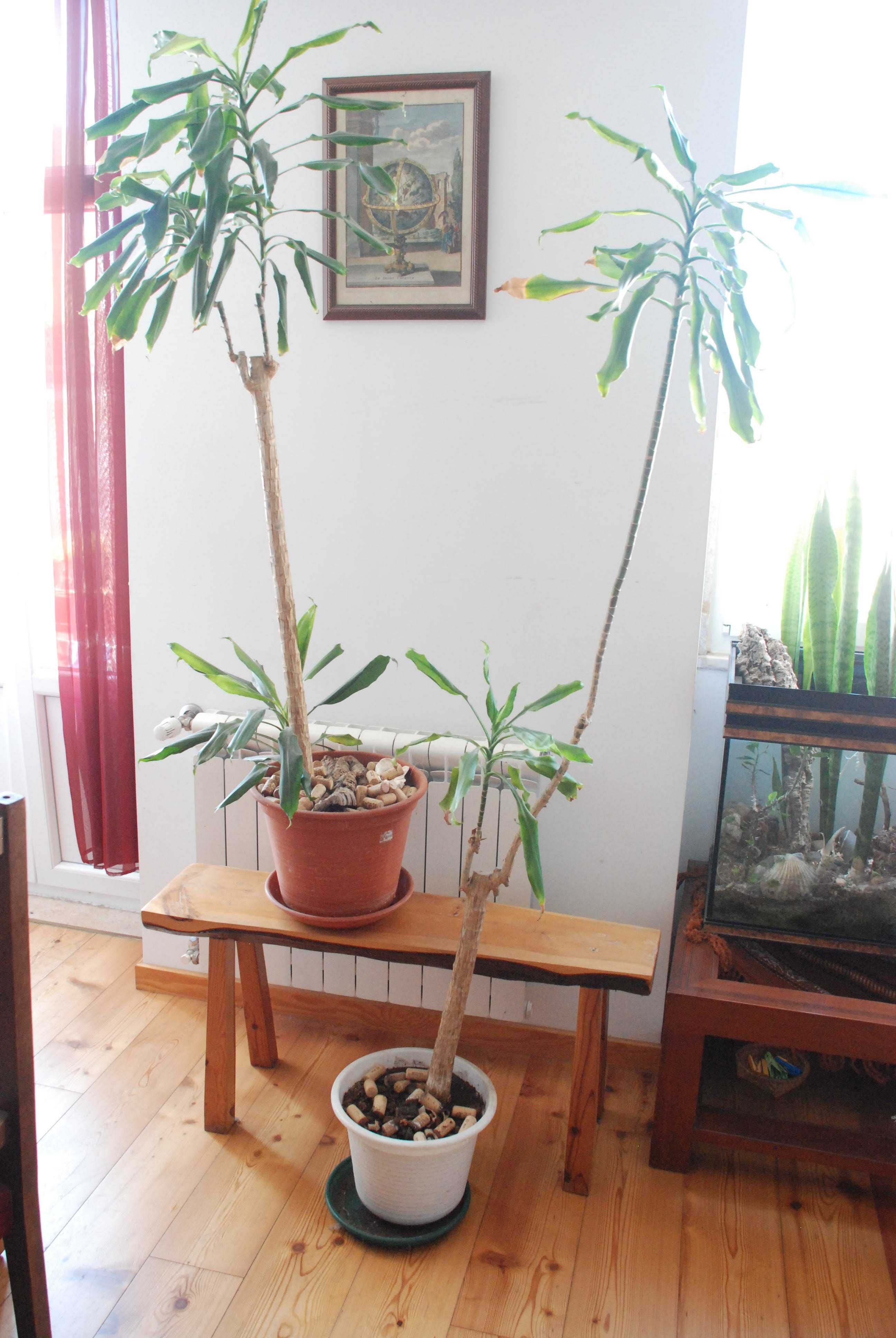 Plantas de apartamento, mosteira, espada de São George, são pedro etc.