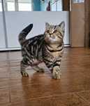 Kotka brytyjska golden tabby z 5-cio pokoleniowym rodowodem