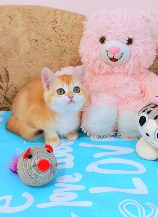 Чарівна дівчинка,  неймовірна мазунка і розумашка