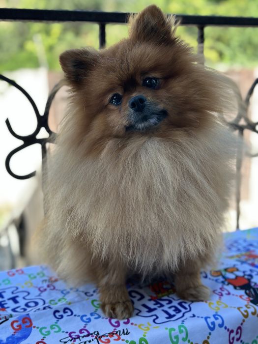 Вязка/Померанский шпиц мальчик