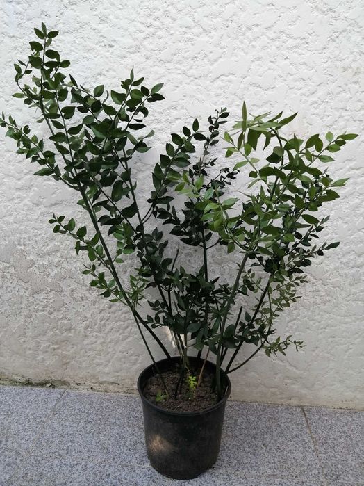 Palmeira vaso grande planta Gilbaldeira