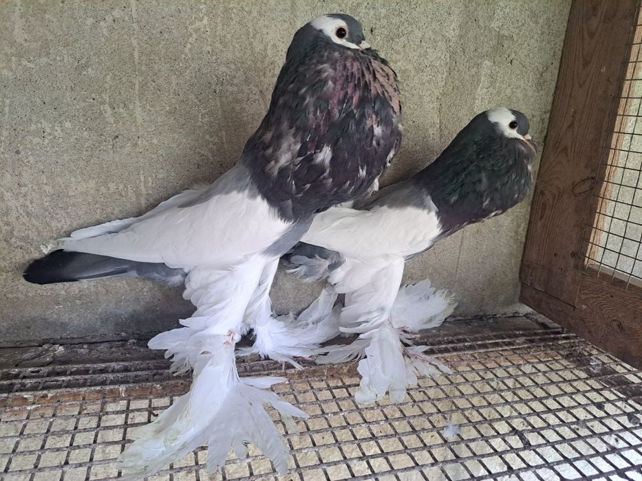 Garlacze siodlate lapciate garłacz czeskie czeskie para niebieskie2024